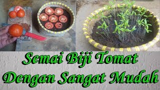 cara menanam tomat dari biji nya agar cepat besar dan berbuah lebat