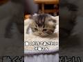 よちよち歩きが可愛すぎる子猫