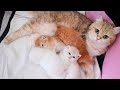 💕 22 days after birth | Kittens meowing, plays and learn to walk