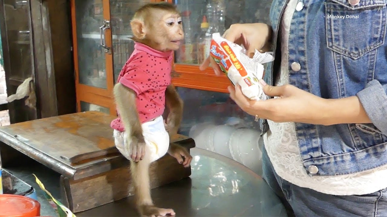 Obedient Baby Monkey!! Donal Hungry Noodle He Sitting Very Gentle Ask Mom