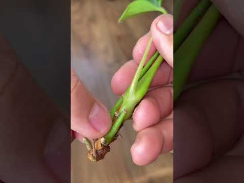 Video: ¿Deberías rociar calathea ornata?
