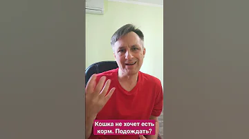Кошка не хочет есть корм. Стоит ли подождать?
