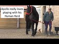 Friesian horses are unique in the way they interact with their human family apollo loves to play  