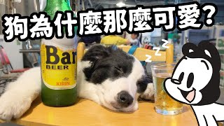 狗與鹿｜狗為什麼會那麼可愛？｜人類無法抗拒萌狗背後得真相！ by mydeerdog狗與鹿 85,444 views 11 months ago 8 minutes, 38 seconds