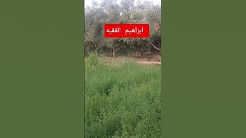 #viral #سورة_البقرة #الشعب_الصيني_ماله_حل #السعوديه #لايك #تيك_توك