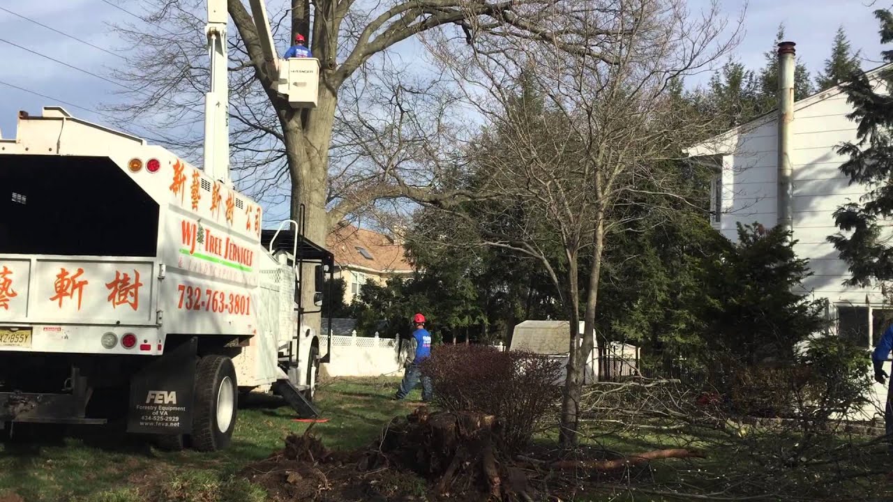 Oak Tree Removal in Piscataway NJ - WJ Tree Services Tree Service Piscataway Tree Service Piscataway Oak Tree Removal in Piscataway NJ - WJ Tree Services