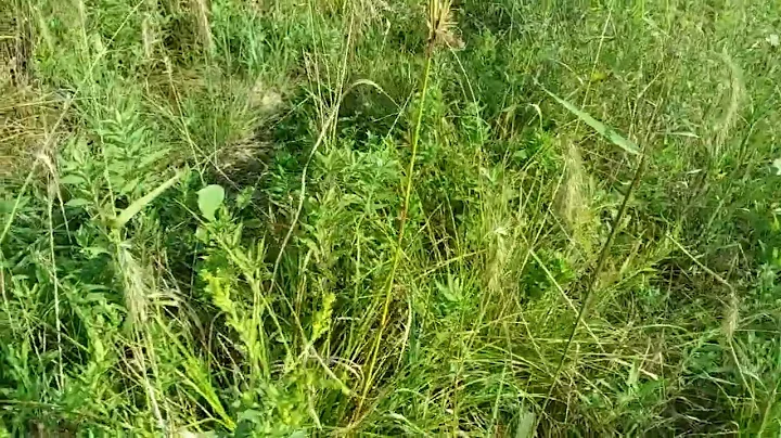 wetland restoration evaluation, August 2021