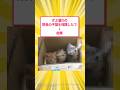 ずぶ濡れの野良子猫を3匹保護したで→結果 #5ch #保護猫