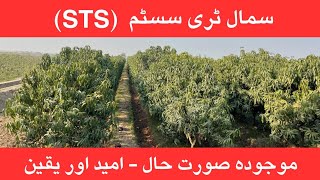 Mango Small Tree System in Pakistan: Challenges and Way Forward