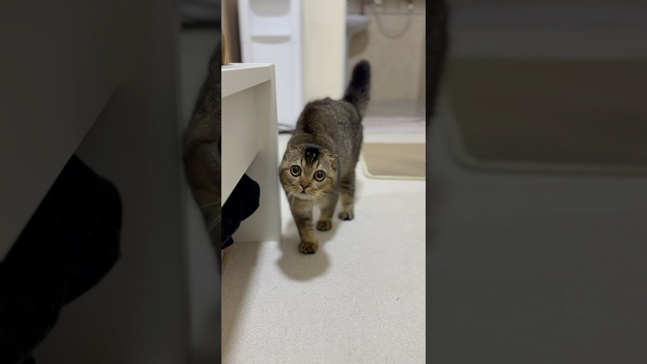 What's in the eyes👀#cat #animallovers #kitten #catlovers #cute #scottishfold #viralshorts #reels