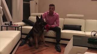 Dr.Davidson about his New Dog from EliteProtectionDogs by EliteProtectionDogs 235 views 11 months ago 1 minute, 52 seconds