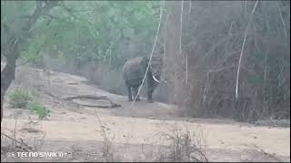 elephant in singara