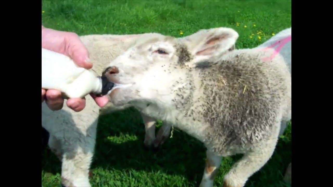 Give baby formula to lambs ミルクを飲む子羊たち - YouTube