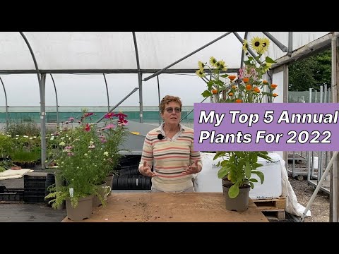 Video: Zone 4 Annuals: Memilih Annuals Untuk Zona 4 Gardens
