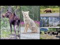 Alaska Highway Wildlife: Moose, Bison, Bears, Elk, Sheep, Coyote ⸻ As Seen From the Driver's Seat
