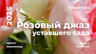 картинка: Розовый Джаз уставшего сада или какие розы цветут между волнами!🌹