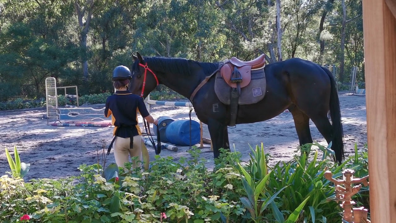 Using clicker training to teach the horse to "Park" YouTube