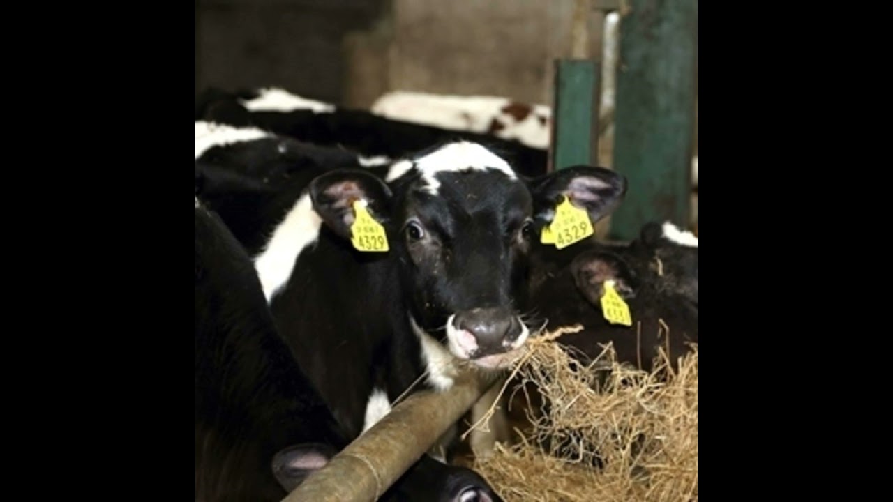 How the Dairy Beef Index is adding value to Irish dairy and beef herds