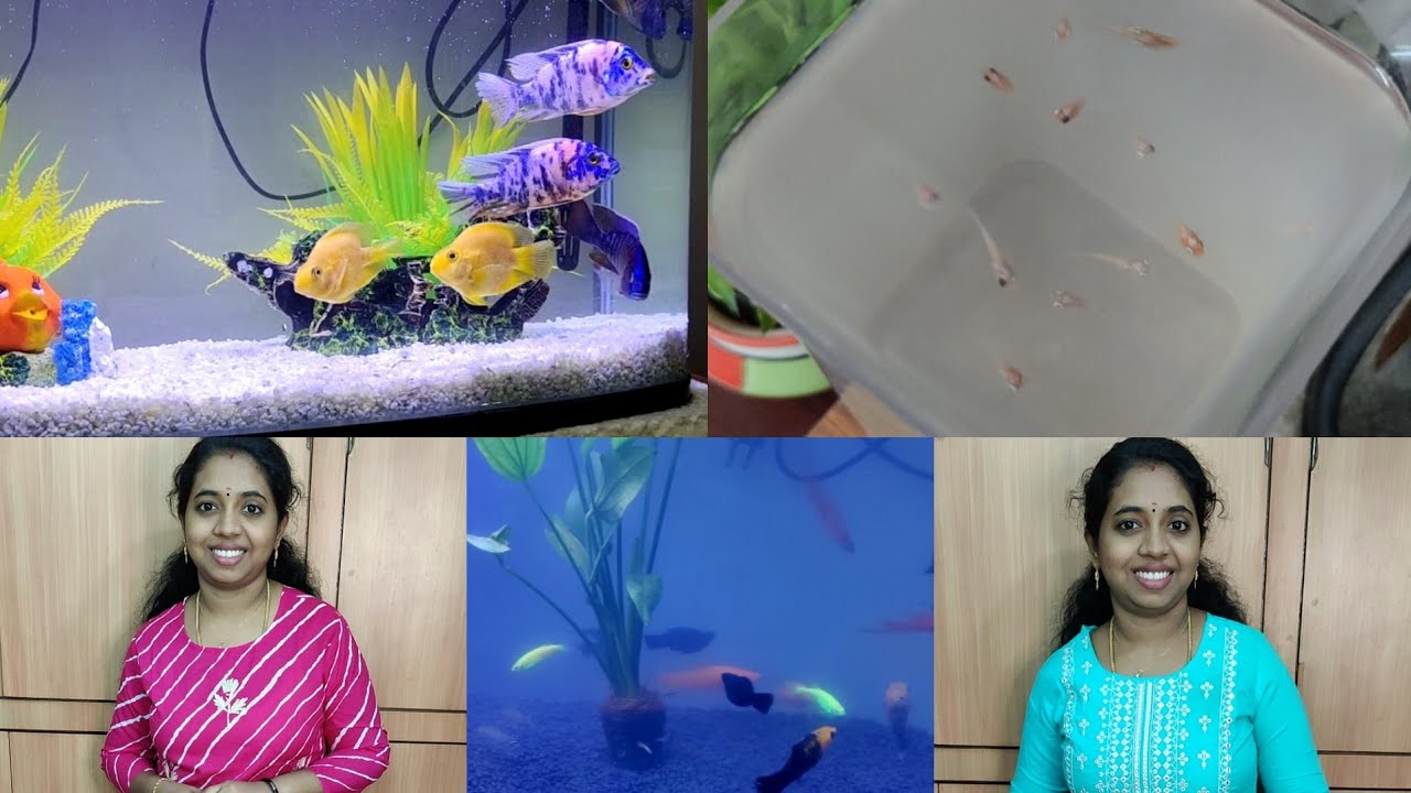 Fish Tank Update & New Baby Fishes | What Happened to my Fish Tank?😭 | Mera Link Kurtis
