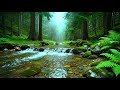 Forest Ambience - Birds Singing Beautiful Stream Sounds for Rest, Sleep, Medicine, Focus, Study ASMR Mp3 Song