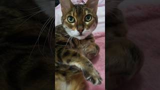 Talkative Bengal Cat Yells For Attention
