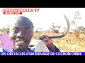 élevage de cochon d'Inde en Afrique : les obstacles