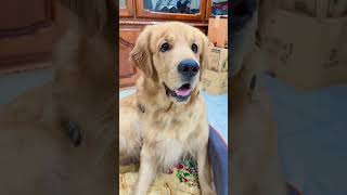 "Mom , friends are here. Going out to play!" #simba #goldenretriever 🦮🐕🤣😍