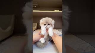 Fluffy Kittens Playtime! Pure Joy at the Cat Market! #Shorts