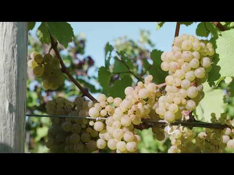 Video: Grapes Manichiura Finger: descrierea soiului, caracteristici, caracteristici de cultivare