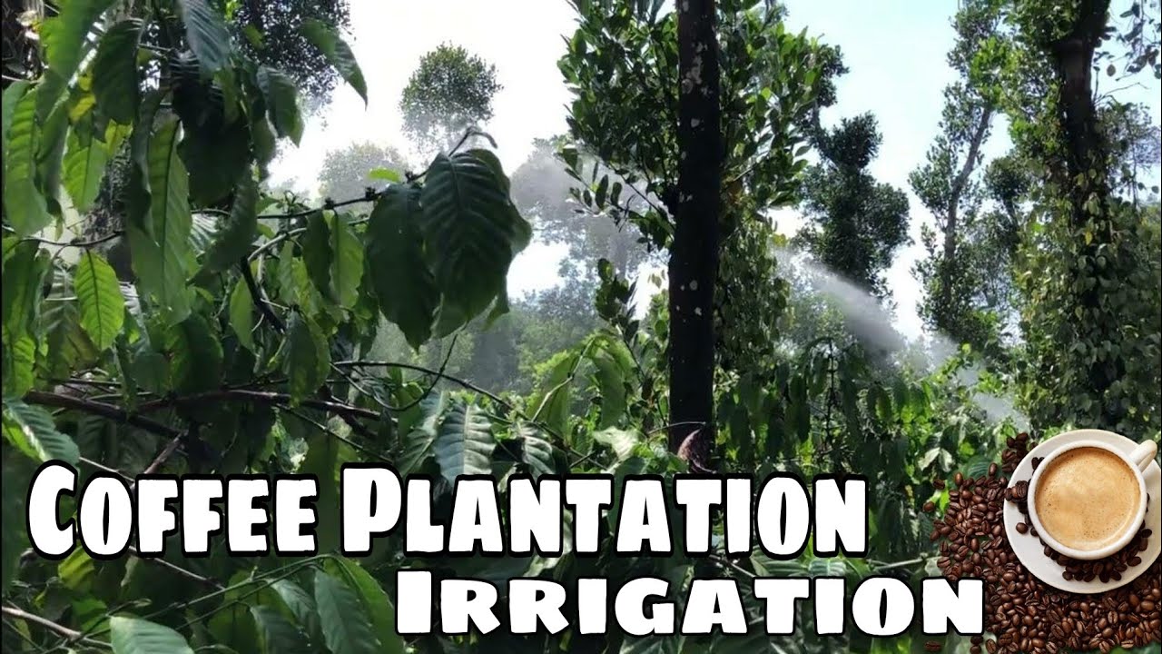 Watering Coffee Plants by Sprinkler Robusta Coffee Farming in