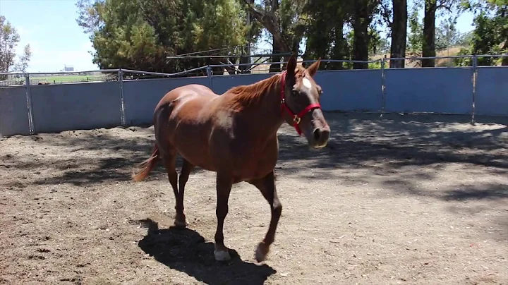 Harts Bobbie Reed AQHA gelding