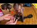 😍🙈Monkey Baby Bop grooming for Super Small Monkey Marmoset Monkey Ti P20