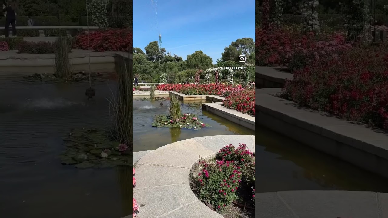 Rosaleda 🌹🌺🌸💐   