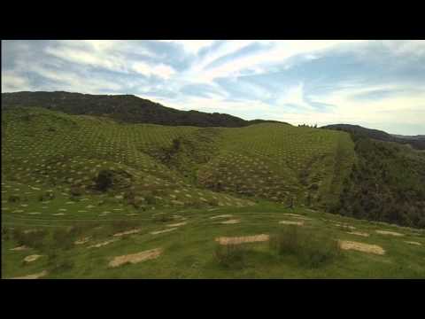 Planting eucalypts – matching species to site Planting eucalypts – matching species to site
