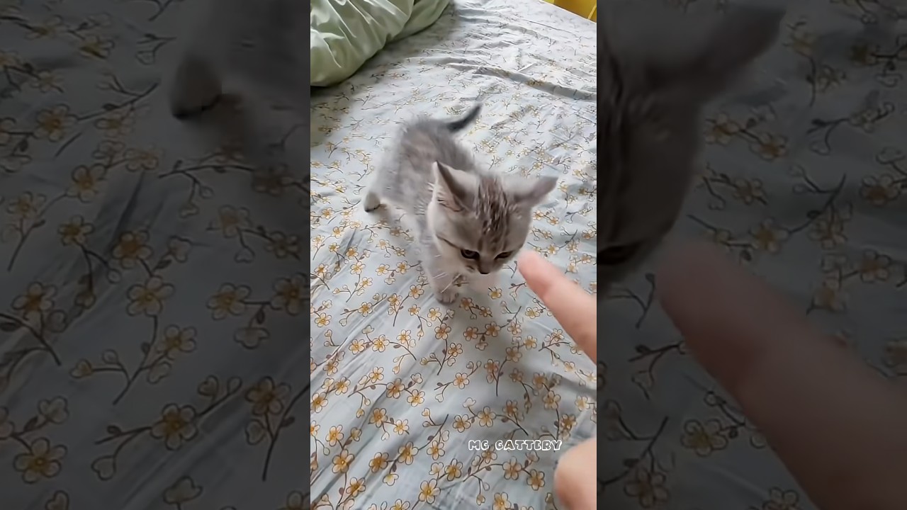 teasing the grumpy cat 