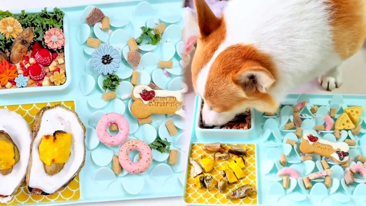 🌈我走不出彩虹迷宫了~请小斗帮我舔干净 #萌宠出道计划 #解压视频 #狗狗吃饭