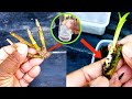 how to propagate dry orchid branches || what is this hormone || green farmers new experiment