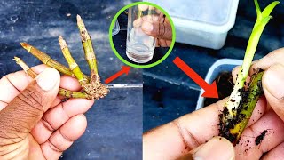 how to propagate dry orchid branches || what is this hormone || green farmers new experiment