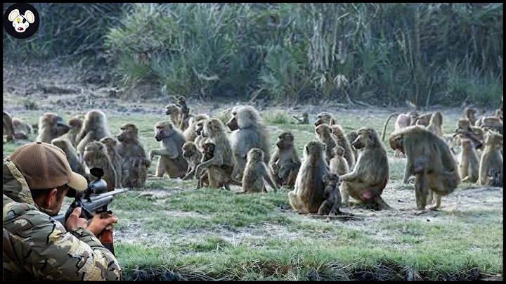 Incredible ! How Iowa Farmers Deal With Million Of Wild Boars And Invasive Baboons