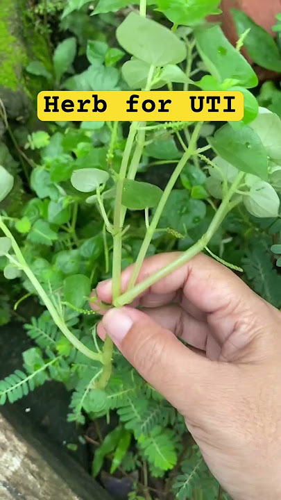 Herbal therapy for Uti infection. #herbal #medicine #grass
