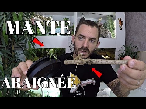 snake reptiles pictures Nouvelle INSTALLATION pour mon ELEVAGE d'ARAIGNÉES et MANTE RELIGIEUSE