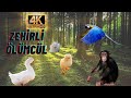 DÜNYANIN EN ÖLÜMCÜL VE ZEHİRLİ HAYVANLARI | 4K