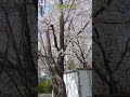 봄이오나봐요#벚꽃풍경