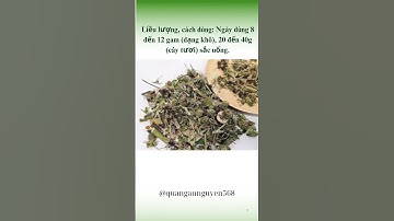 Cây cối xay và những công dụng bất ngờ