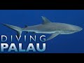 Diving Palau Part 2