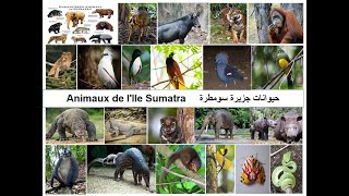Animaux de l'Ile Sumatra حيوانات جزيرة سومطرة