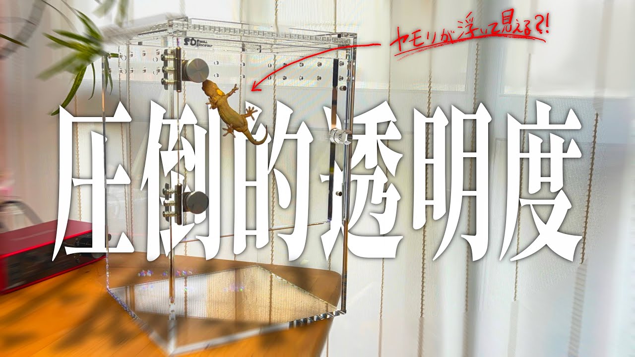Do geckos appear to float?!] A thorough explanation and review of