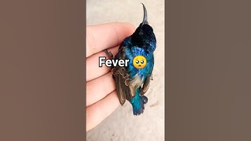 🥺Finch 🐦 Ko Fever Hogya I #birds #fever #finch