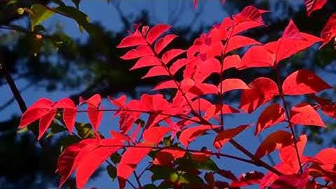 سورة الفاتحة بصوت القارئ عبد المحسن الحارثي