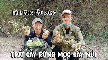 Vào rừng hái mãng cầu rừng, trái cây rừng chín rộ ngập tràn - tập 183